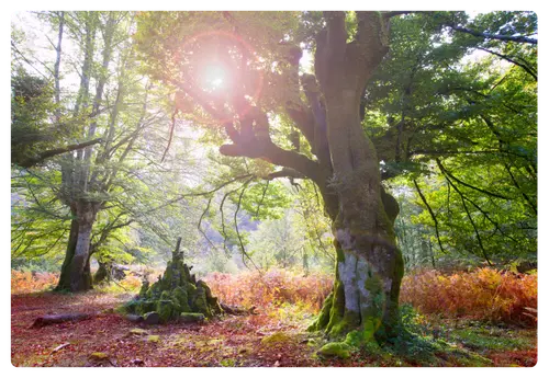 Forêt d'irati 1