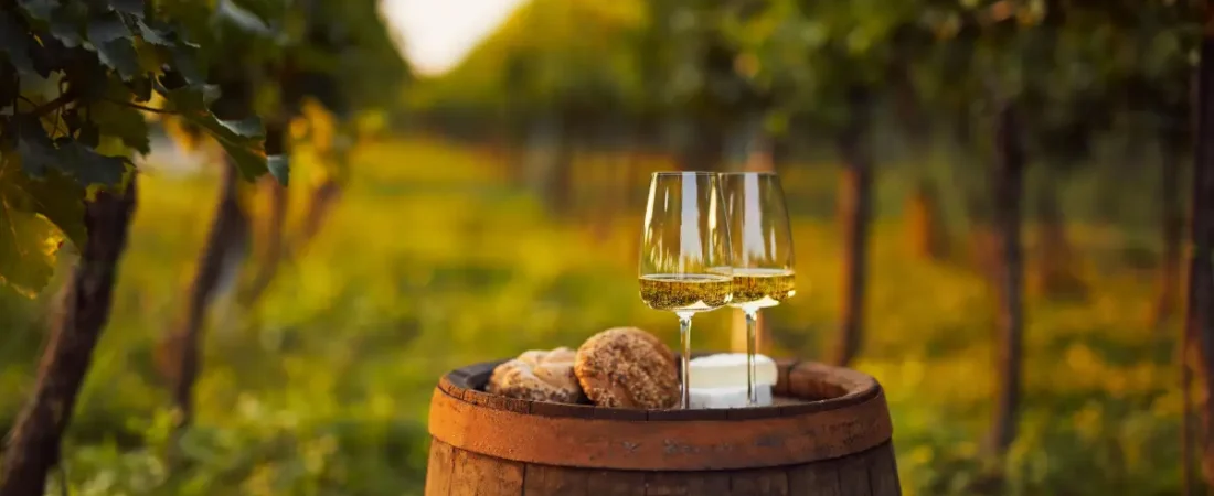 Vignobles de Navarre : guide pour visiter les bodegas en famille