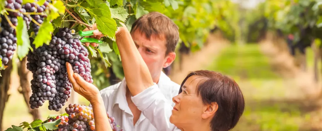 Vendanges en Navarre : vivre la récolte du raisin en famille