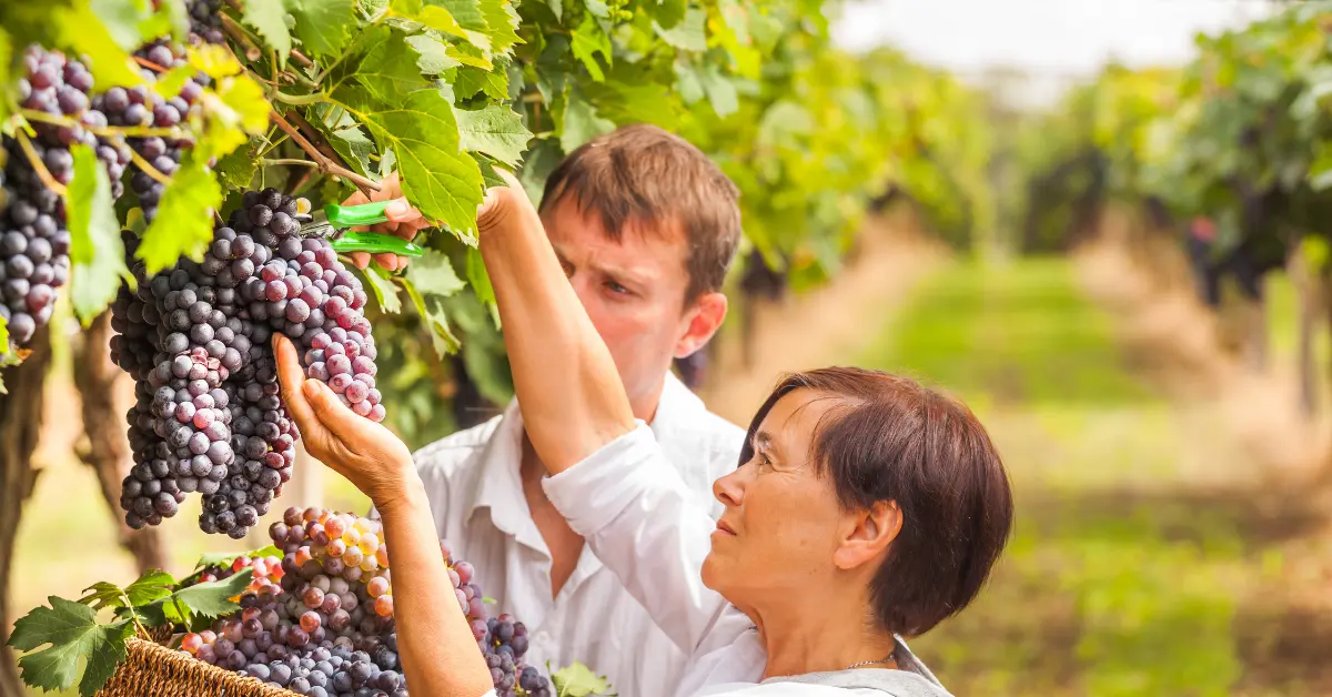 Vendanges en Navarre : vivre la récolte du raisin en famille